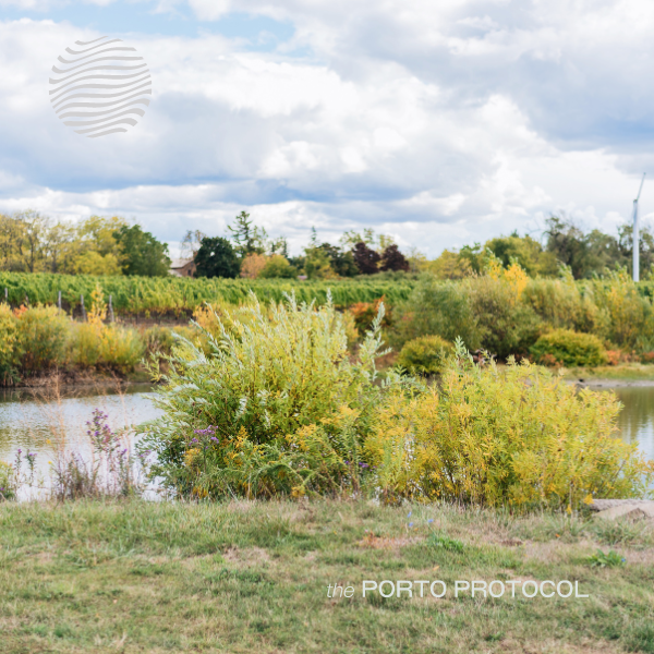 Henry of Pelham – Wetland Restoration & Bio-filters and Woodland Preservation