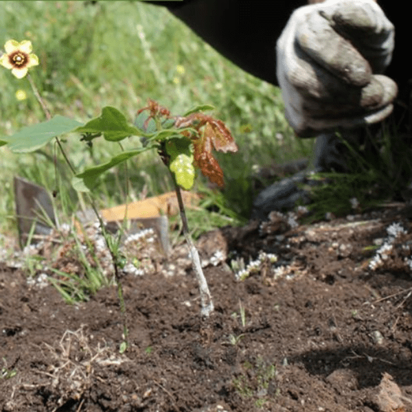 Universidade Católica Portuguesa – The 100.000 trees project