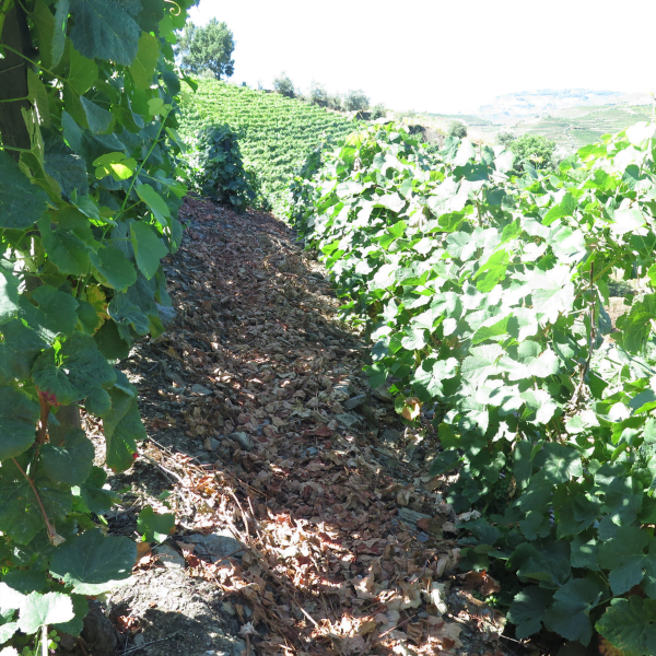 Alves de Sousa – New Old Vineyards
