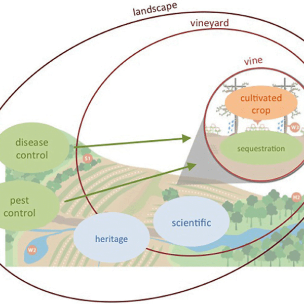Assessing Ecosystem Services and Multifunctionality for Vineyard Systems
