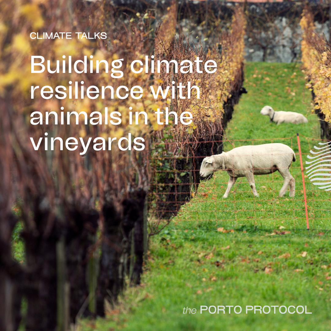 Animals & Vineyards: Johan Reyneke, Kelly Mulville, Ligia Santos and Tom Croghan