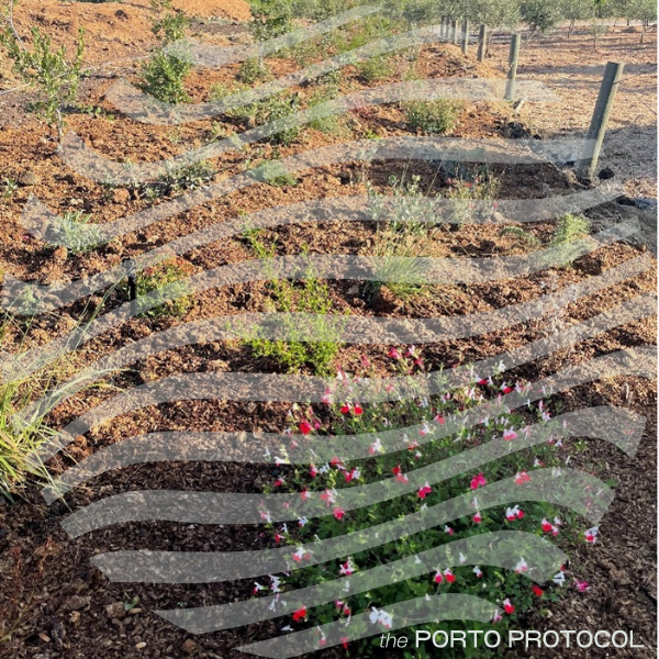 Chamisal Vineyards – Installation of Miyawaki Mini-Forest to Increase Biodiversity of Vineyard Farmland and Build a Carbon Sink