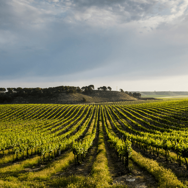 Chateau Chizay: Traditions of Winemaking and Respect for Nature in Ukraine