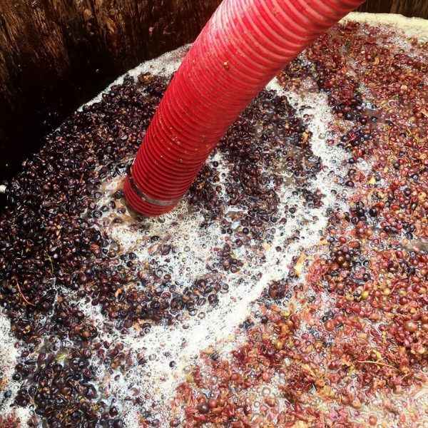 Delatite Wines – Wild Yeast Fermentation