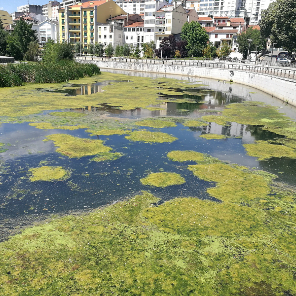 Environmental Waves – Algae Bloom Elimination in Fervença River