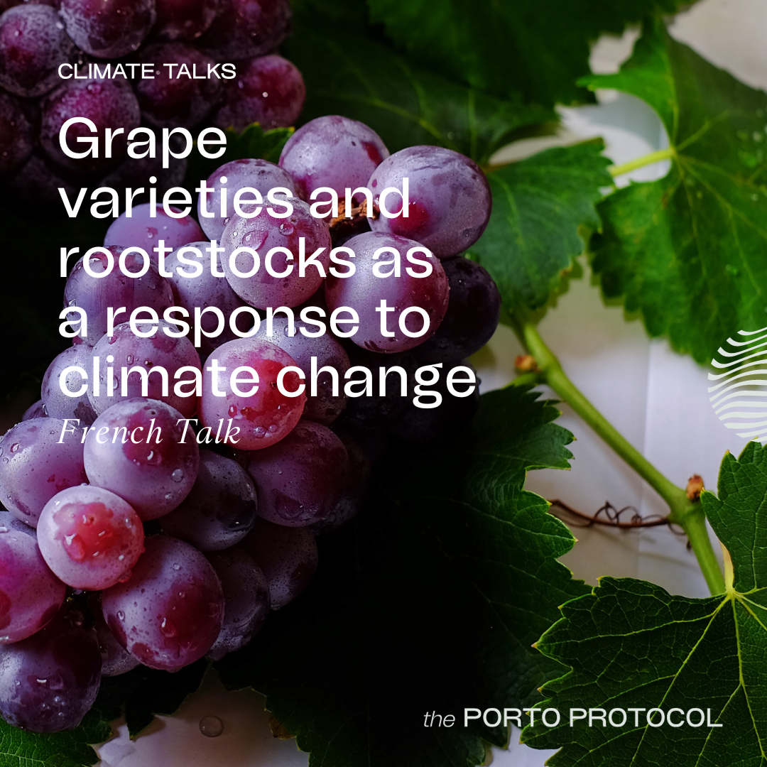 Grape Varieties and Rootstocks: Lilian Bérillon, Yiannis Paraskevopoulos, Michael Marler and Michelle Boufard