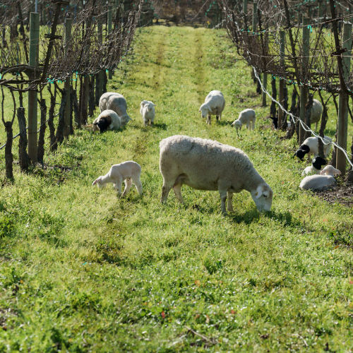 Jackson Family Wines – Regenerative Farming and Carbon Sequestration