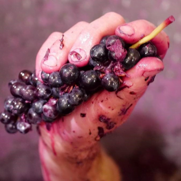 Keith Tulloch Wine – Achieving Carbon Neutrality