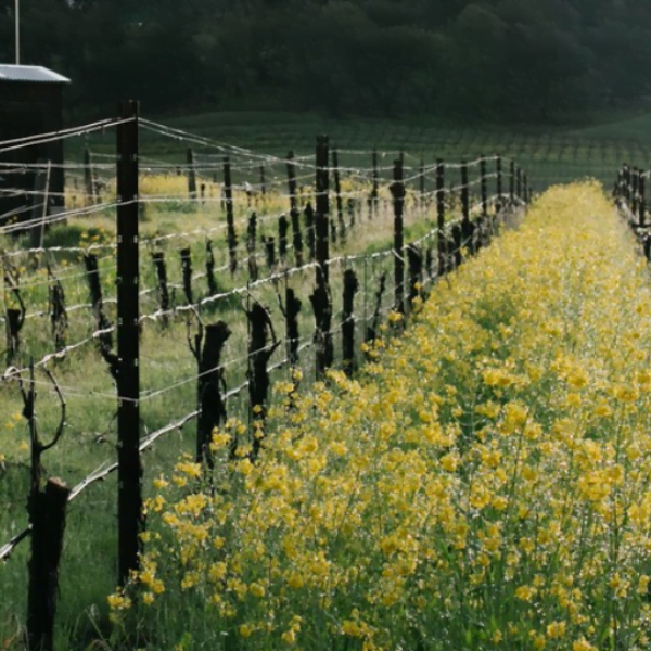 Medlock Ames – Enhancing Beneficial Insect Habitat With Flowering Cover Crops