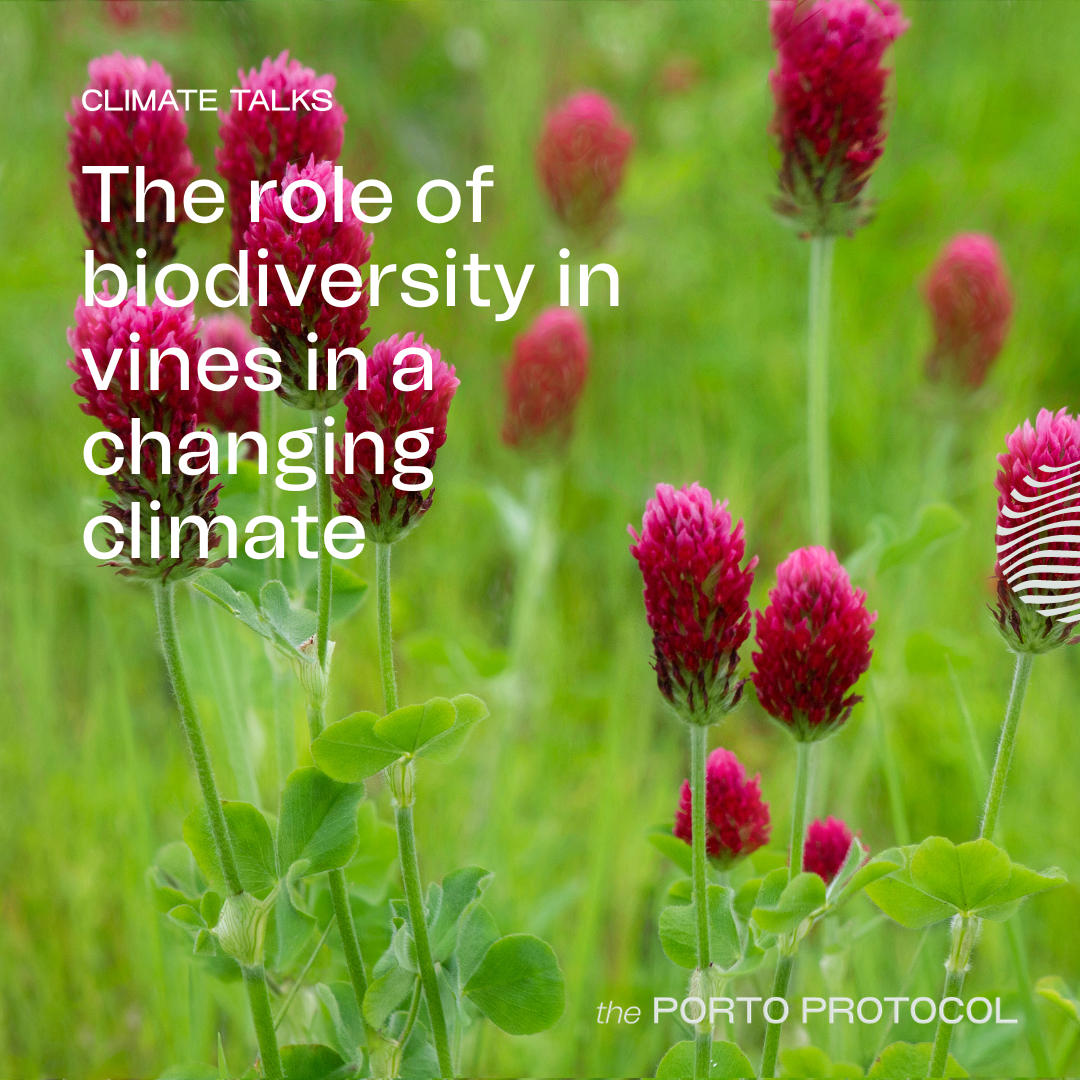 Biodiversity in vineyards: John Williams, Michael Goëss-Enzenberg, Gabriela Mascioli and Pedro Beja