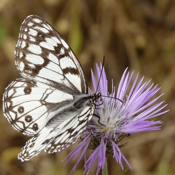 Butterflies and Ecosystems – An Ecologists perspective of Terroir- The views of Nuno Oliveira (NBI)