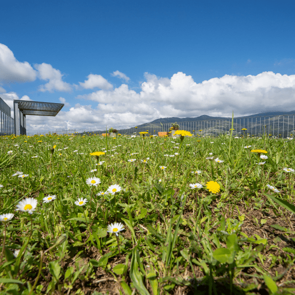 Soalheiro – Nature-based winery roofs