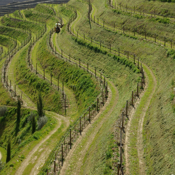 The Fladgate Partnership – Vineyard Model in «Narrow Terrace 1.5m» Land Architecture (and Estimated Cost), Planting Density and Mechanization