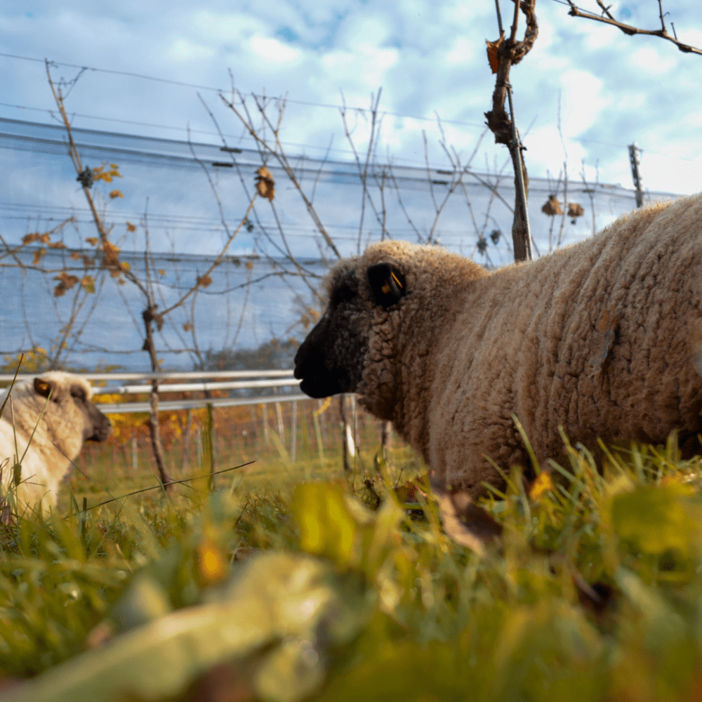 The Roots of a Better Future: Regenerative Viticulture: the views of Jessica Villat