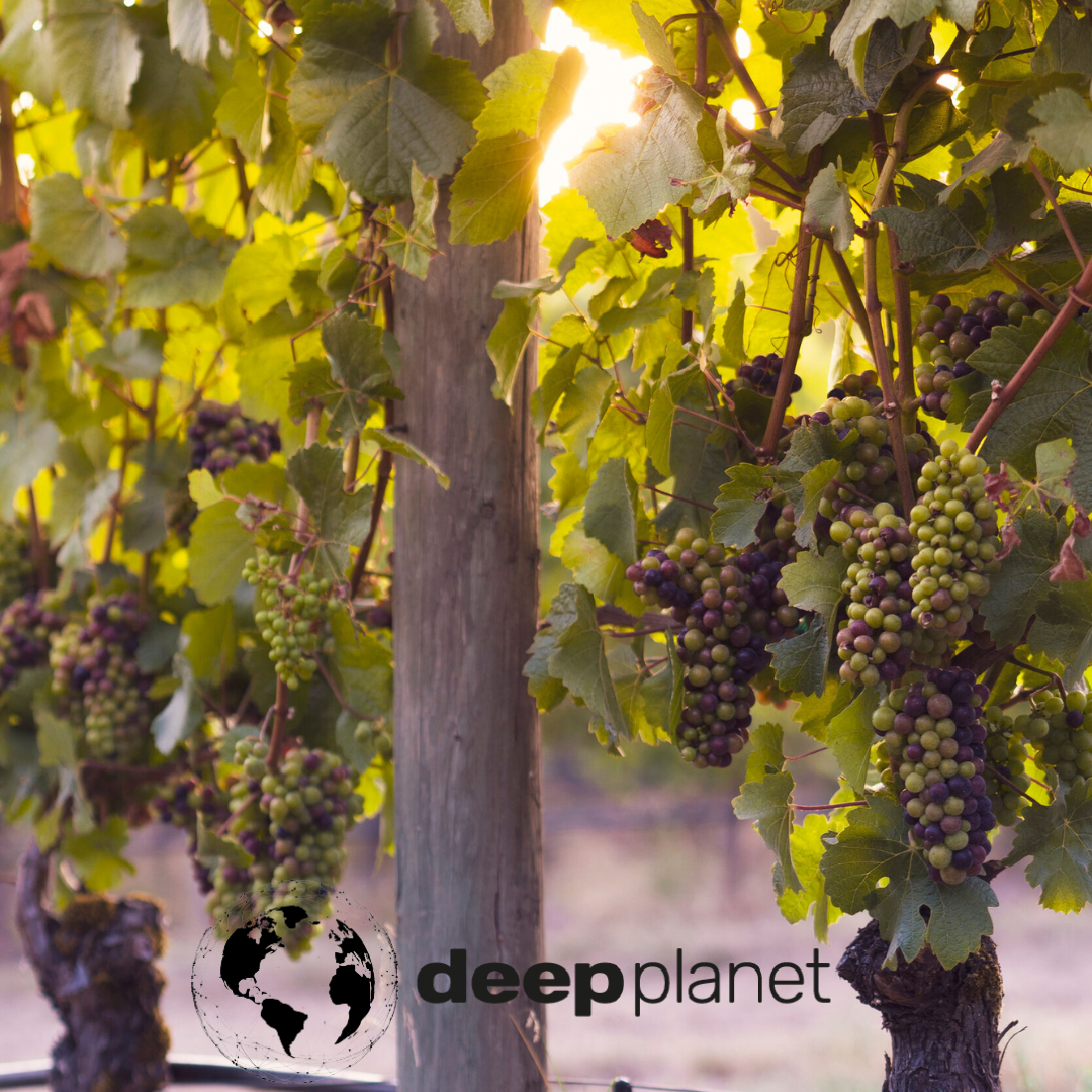 Deep Planet - VineSignal: an innovative vineyard decision support platform