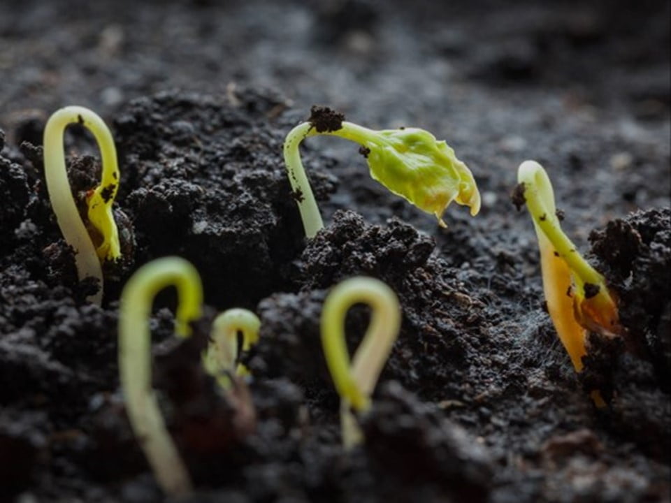 The ‘Monumental’ Role Soil Microbes Play in Wine
