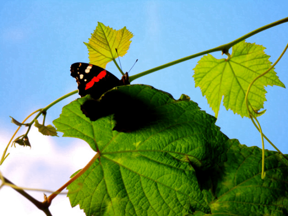 Monoculture wars – the vineyards killing ecosystems