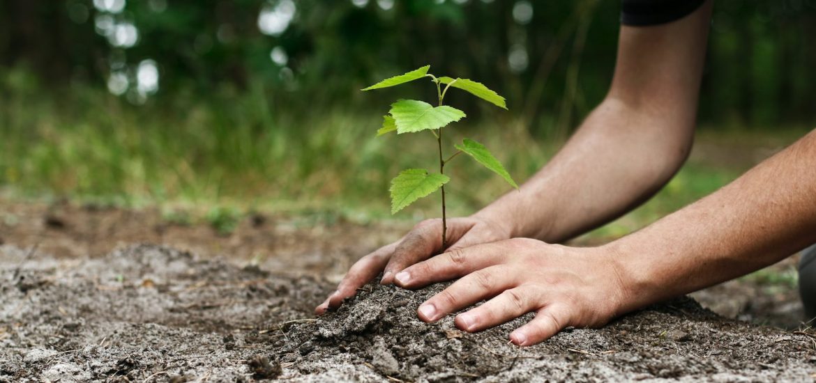 Co-op Christmas Taylor’s Port sales to fund reforestation project