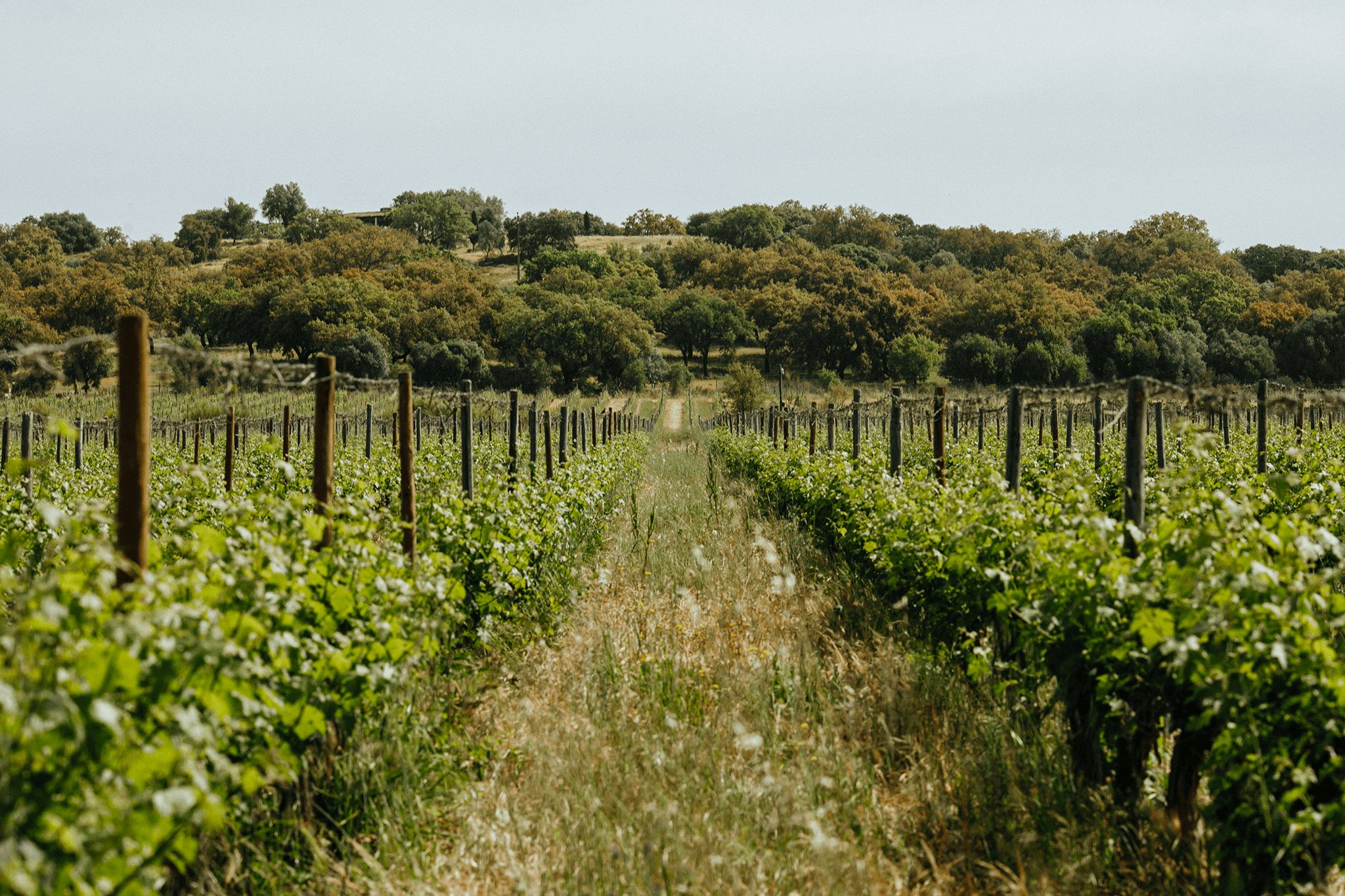 The Climate & Wine Report #1 - September 2025