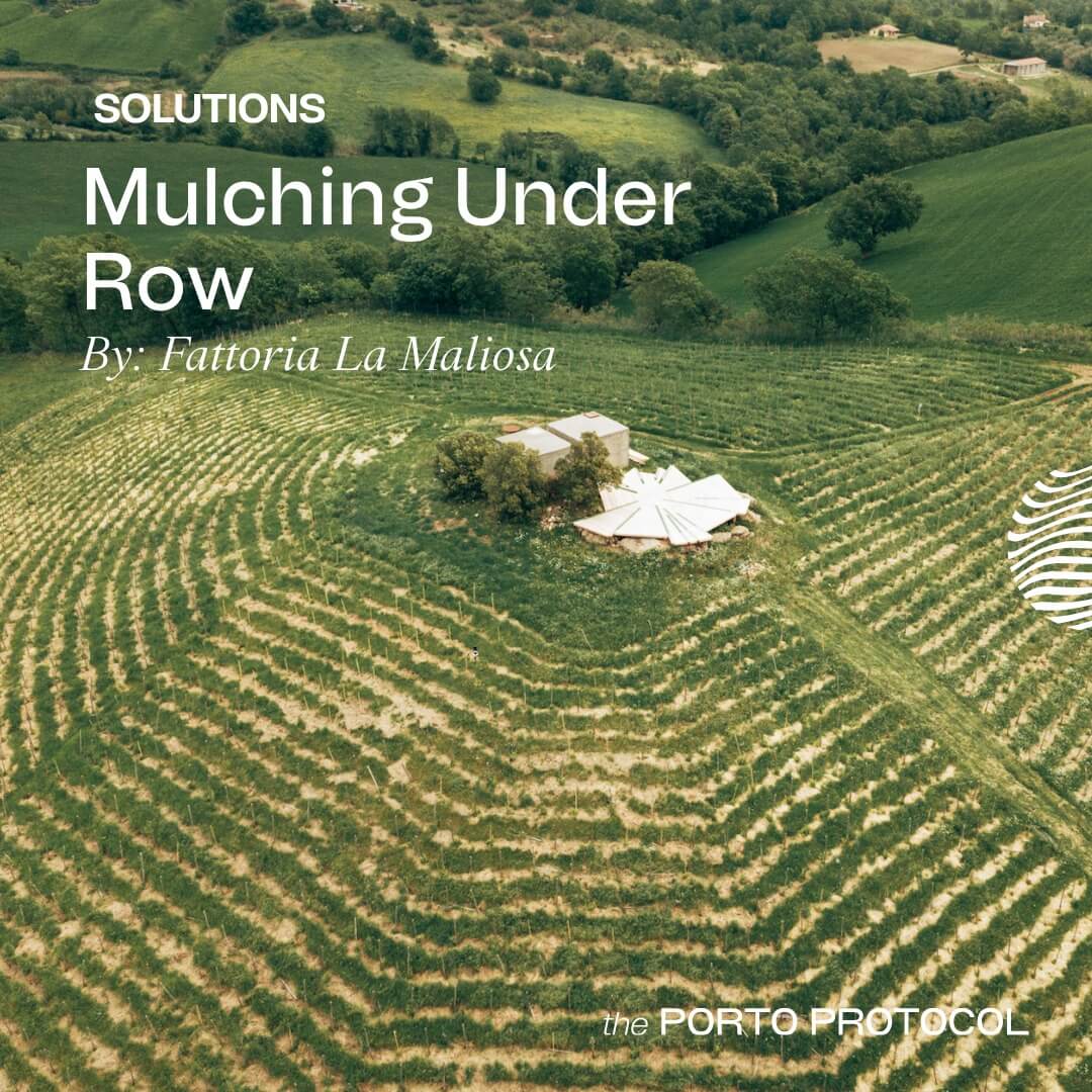 Mulching Under Row by Fattoria La Maliosa