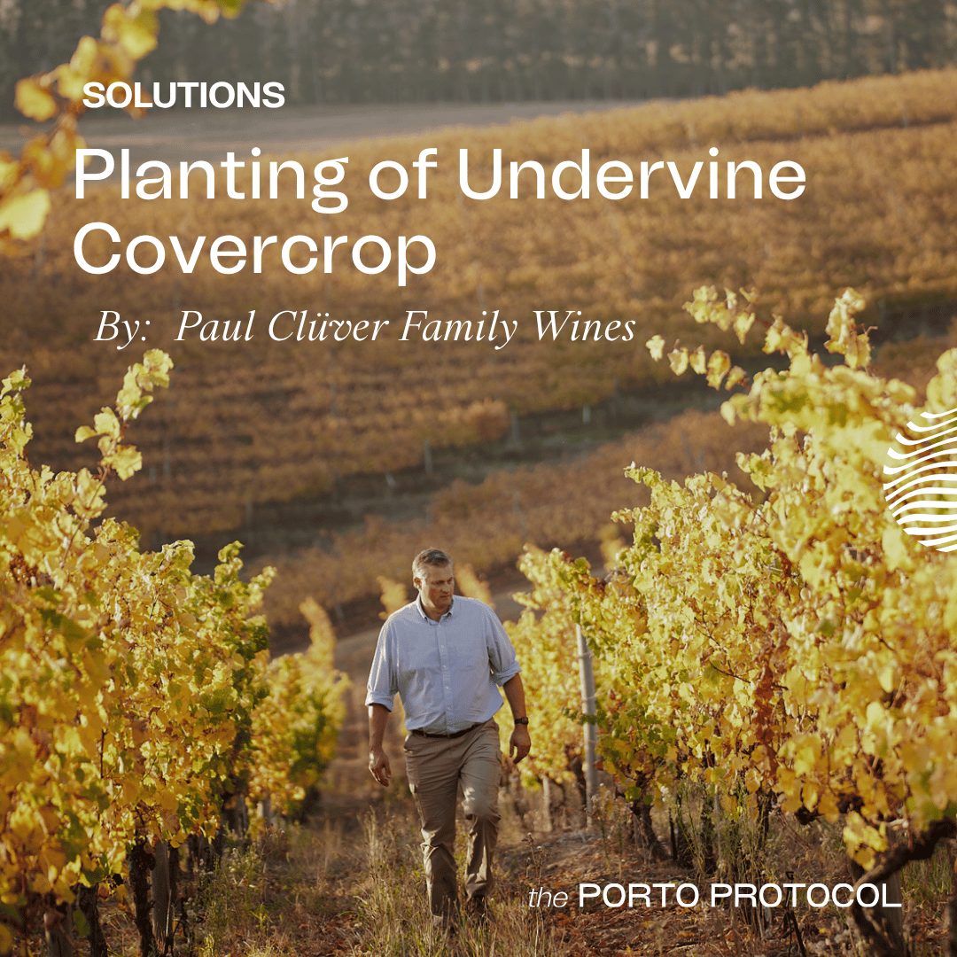 Planting of Undervine Covercrop by Paul Clüver Family Wines