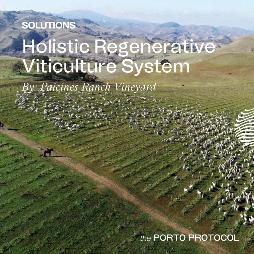Holistic Regenitive Viticulture System by Paicines Ranch Vineyard