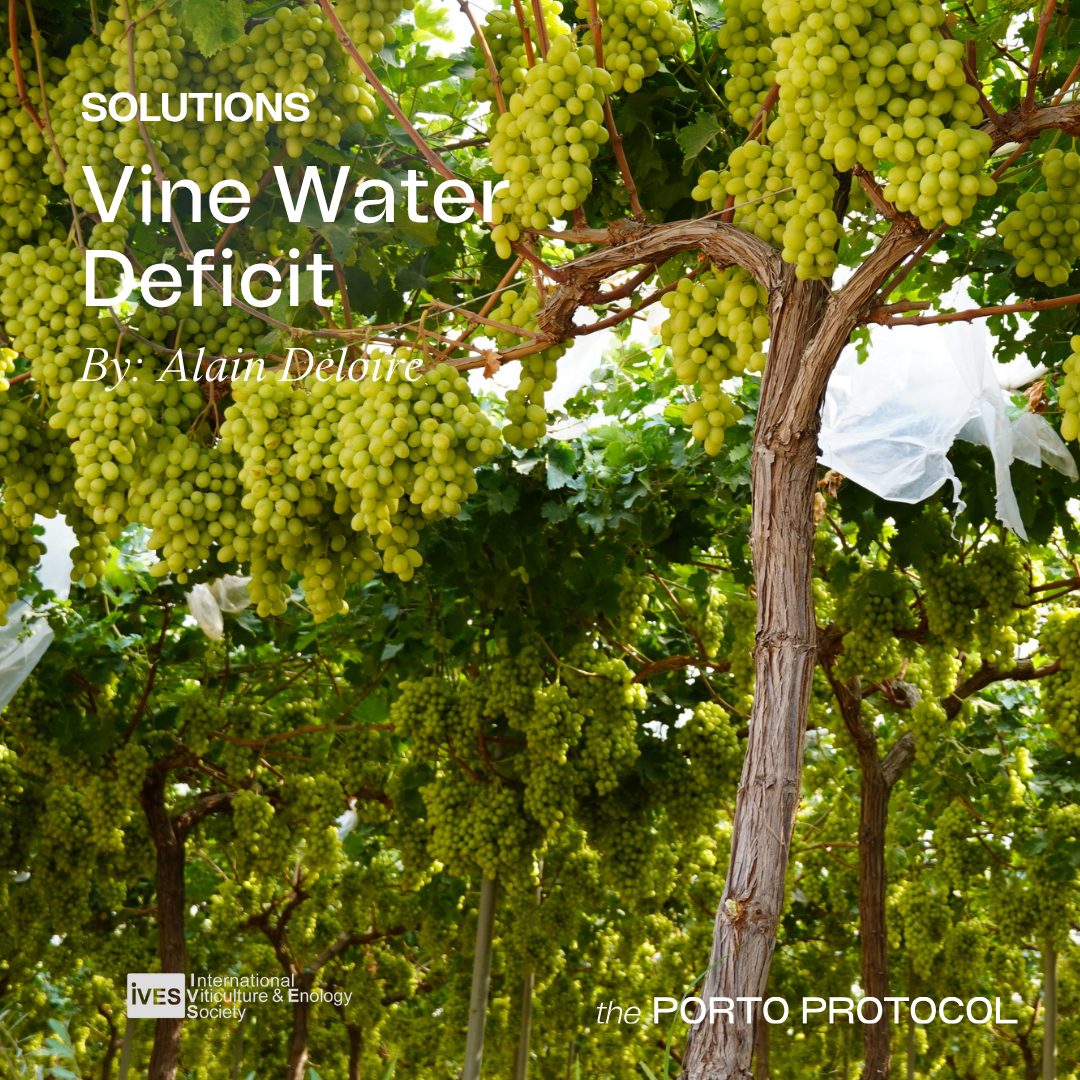 Review of vine water deficit. What levers for the vineyard in the short and medium term?