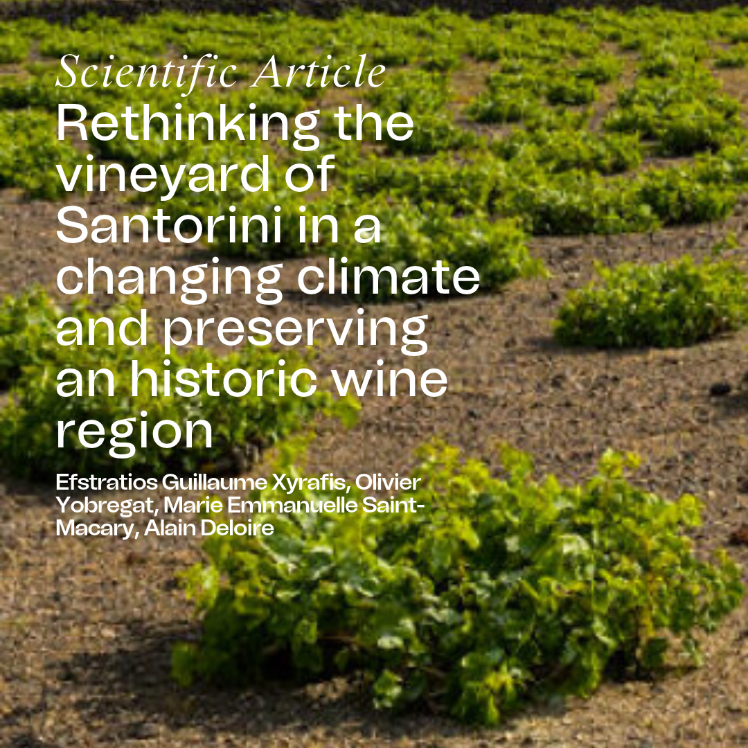 Rethinking the vineyard of Santorini in a changing climate and preserving an historic wine region